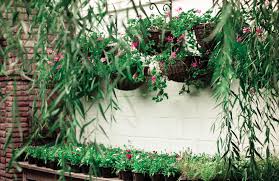 In green coated galvanised steel. Trucos Para Decorar Tu Hogar Con Plantas Colgantes Agrogojar Viveros