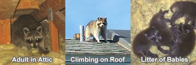 Maybe you would like to learn more about one of these? Raccoons In The Attic Guide To Humane Raccoon Removal