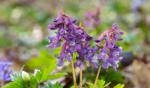 Image result for Corydalis