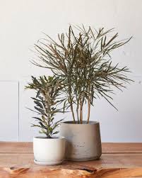 Image result for Plerandra