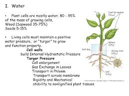 We did not find results for: Ppt Plant Physiology Powerpoint Presentation Free Download Id 4297106