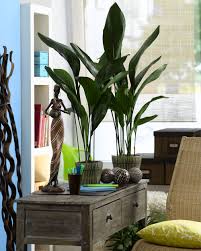 Sie Gilt Als Eisenpflanze Anspruchslos Und Unverwustlich Die Schusterpalme Gehort Zu Den Robustesten Und Pflege Zimmerpflanzen Pflanzen Zimmerpflanzen Ideen
