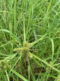 Image result for Cyperus fischerianus