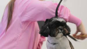 Contact your realtor® directly for information. Dog Grooming Alpharetta Ga 770 298 0527