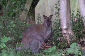 Maybe you would like to learn more about one of these? Second Wallaby Found Roaming Highgate Cemetery London Evening Standard Evening Standard