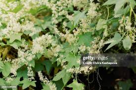 Image result for Sophora velutina