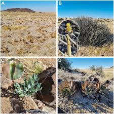 Image result for Arthraerua leubnitziae