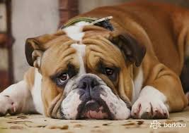 It becomes enlarged and presses these findings in an elderly dog, in conjunction with the typical symptoms of prostate disease, will make your vet very suspicious of cancer. Prostate Problems In Dogs Signs Symptoms And Barkibu Es