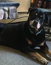Gemini is a fairly small, independent rescue in southwest minnesota that works mainly with rottweilers. Find A Rottweiler Rescue Or Rehome American Rottweiler Club