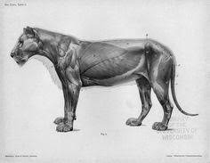 Oct 30, 2018 · love pillow / the wedge. 11 Lioness Side View Ideas Lioness Feline Animals