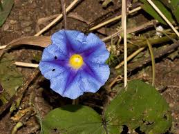Image result for Ipomoea parasitica