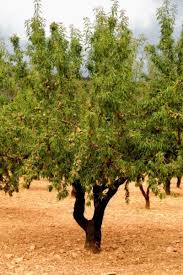 Water the tree as soon as possible after transplanting. Almond Transplant Tips When Can You Transplant An Almond Tree