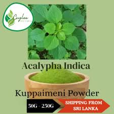 Image result for Acalypha indica