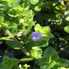 Image result for Bacopa floribunda