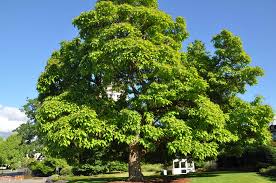 Image result for Catalpa