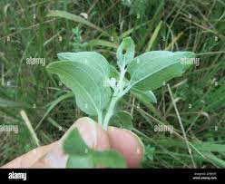 Image result for Helichrysum umbraculigerum