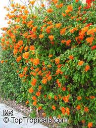 Image result for Tecomaria capensis