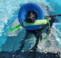 Dog Pool - Under The Sun Dog Training