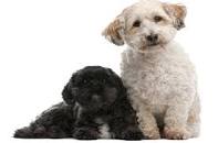 Lhasapoo Dog Breed Health, Temperament, Training, Feeding ...