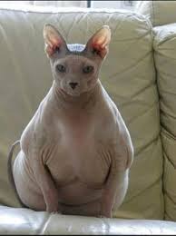 They have the look of the persian cats. Fat Hairless Cats