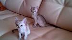 Singapura Cat Breed Information, Pictures, Characteristics ...