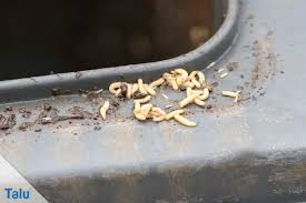 Sie kommen bei uns auch draußen vor, werden aber erst im haus zu einer nervigen plage. Fliegenplage Im Haus Fliegen Stubenfliegen Effektiv Vertreiben Talu De