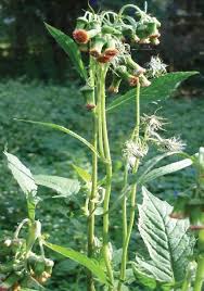Image result for Crassocephalum crepidioides