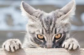 猫が怒る理由４つ！あなたもやっていませんか？ | mofmo さん