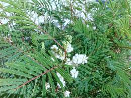 Image result for Acacia angustissima