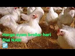 Hargaayambroiler #ayambroiler #peternakayambroiler #2020 harga ayam broiler minggu, 22 maret 2020 harga ayam broiler ini. Info Harga Ayam Broiler Hari Ini Rectangle Circle