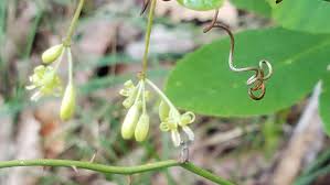 Image result for Smilacaceae
