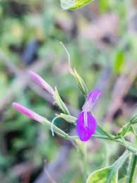 Image result for Dicliptera paniculata
