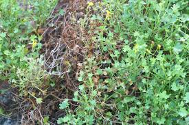 Image result for Cineraria saxifraga