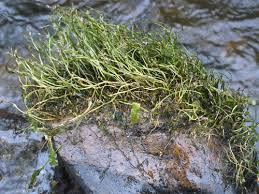 Image result for Tristicha trifaria