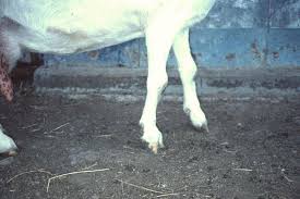 Goat Showing The Most Common Signs Of Early Cae Swollen Knees 4h Goats Goat Herding Goats