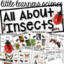 Learn top preschool classroom safety tips from the experts! All About Insects Science For Little Learners Preschool Pre K Kinder
