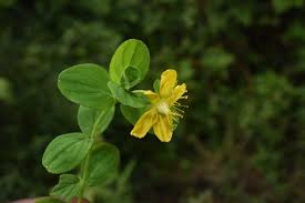 Image result for Hypericum humbertii