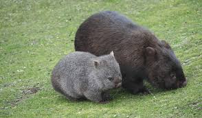 Image result for Common wombat