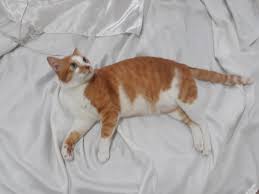 Sorry, we cannot respond to requests to take animals at this time. Pin On Missing Cats In Singapore