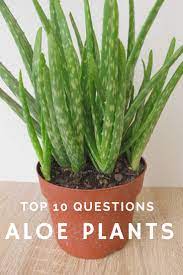 There are over 300 varieties of the aloe plant; Top 10 Questions About Aloe Plants Gardening Know How S Blog