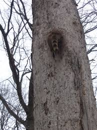 Go to the local coop or animal supply store. Raccoon Proofing Is It Even Possible The Ohio Outdoors
