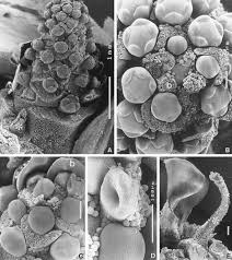 Image result for Greyiaceae