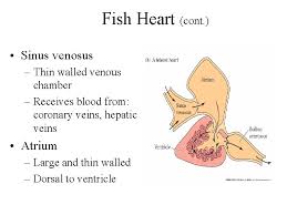 There are two chambers in fish's heart. Vertebrate Of The Cardiovascular System The Closed Circulatory