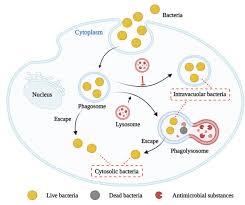 Image result for Intracellular Bacteria
