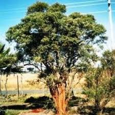 Image result for Buddleja saligna