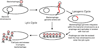 However, the shelf life of these foods is greatly influenced by how we store them and, if we don't do it right, we can dramatically decrease it, or even compromise our entire stockpile. Bacteriophage Based Biosensors Springerlink