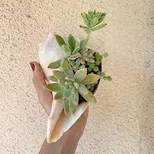 Add to favorites 35.the black box large succulent arrangement center piece succulent planter succulent gift gift arrangement live. Knobbed Whelk Seashell Planter Live Succulent Arrangement Etsy
