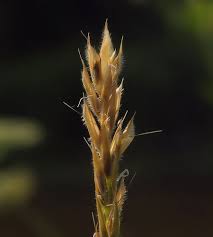 Image result for Anthoxanthum nivale