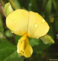 Image result for Astripomoea malvacea