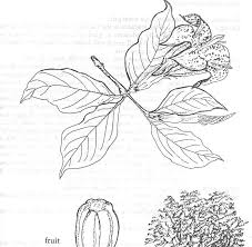 Image result for Rothmannia urcelliformis
